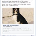 Border Collie Posting Facebook