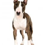 Hunderasse: Bullterrier