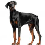 Hunderasse Dobermann