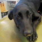 Hund auf Autobahn ausgesetzt