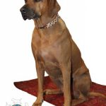 Hunderasse Rhodesian Ridgeback