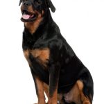 Hunderasse Rottweiler