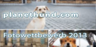 Gewinner Fotowettbewerb