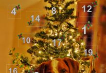 Adventskalender Hunde