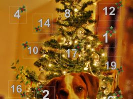 Adventskalender Hunde