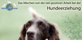 Hundeerziehung Positive Arbeit