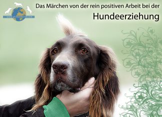Hundeerziehung Positive Arbeit
