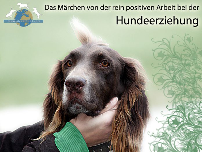 Hundeerziehung Positive Arbeit