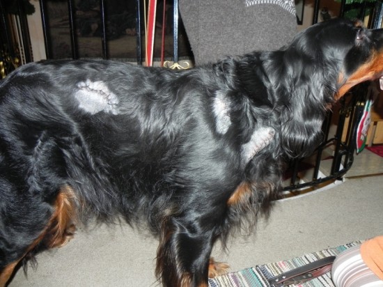 Gordon Setter Thundershirt