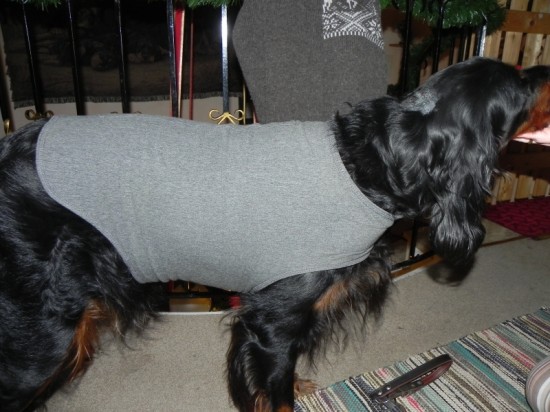 Thundershirt Hund