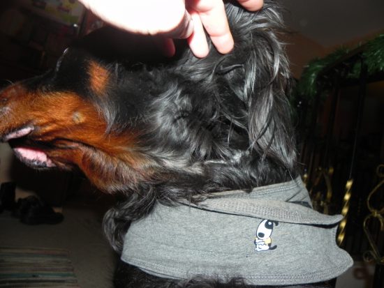 Thundershirt Sitzform