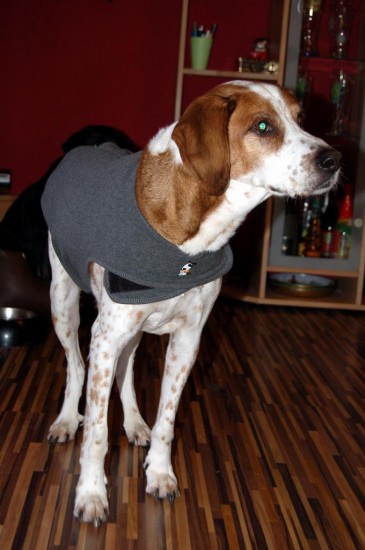 Hunde mit Thundershirt