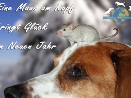 Tierischer Silvesterspruch Silvesterspruch