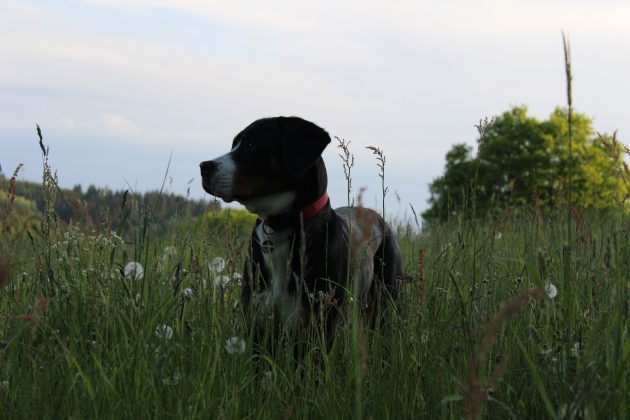 Großer Schweizer Sennenhund Gras