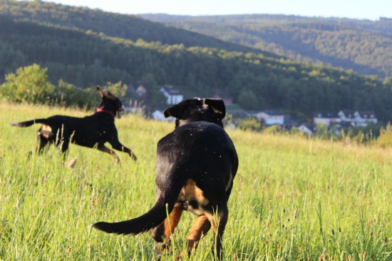 Hunde rennen grüne Wiese