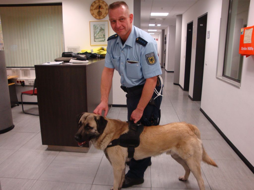 owalo design Hunde Siegen