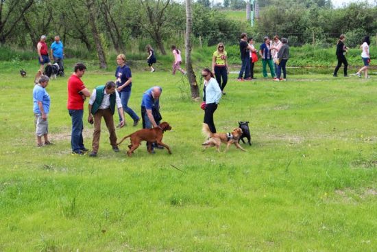 hundeauslaufzone-ganslsee-02