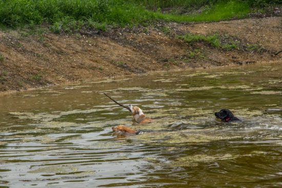 hundeauslaufzone-ganslsee-06