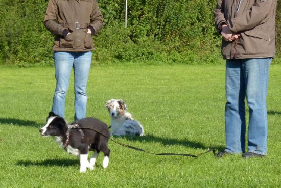 Hunderasse Border Collie Barney Abruf