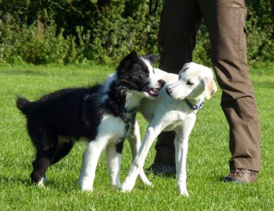 Border Collie Barney tobt