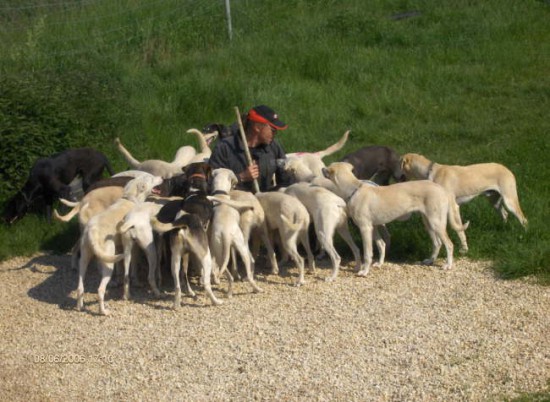 German Trailhounds