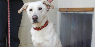 Claudia Ludwig Vermittelt Wieder Tiere Planet Hund