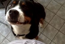 Schwangerschaft Hund