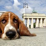 Berlin Hund