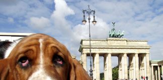 Berlin Hund