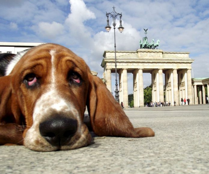 Berlin Hund