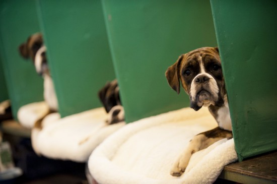 Foto: onEdition Crufts Boxer