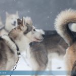 Huskys Schlittenhunde