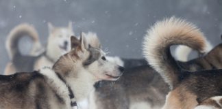 Huskys Schlittenhunde