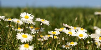 Gänseblumen Wiese