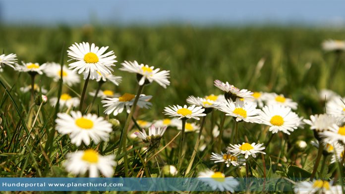 Gänseblumen Wiese