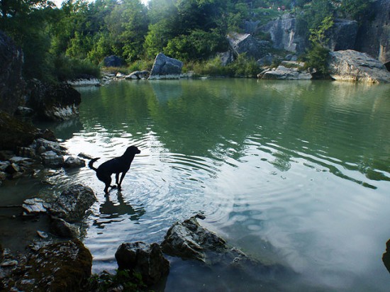 Hund Pazin Schwimmen