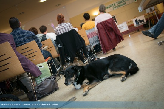 Hund Saal Menschen