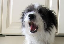 Hundekekse Hunde