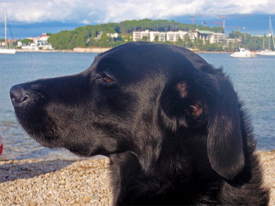 Hundestrand Rovinj Kroatien