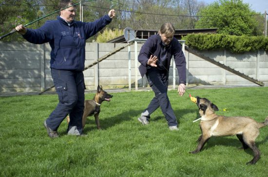 Welpen Hunde Rettungshunde Ausbildung