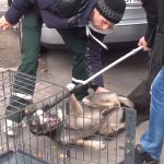 Rumänien Hunde
