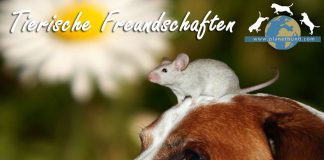 Tiere Freundschaft Hund Kleintiere