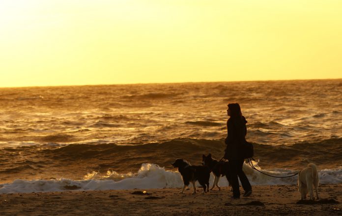 Sonnenuntergang Hunde