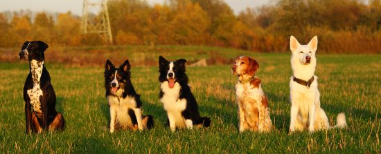 Fünf Hunde, fünf Charaktere