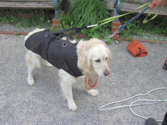 Geretteter Golden Retriever