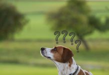 hund leine fragezeichen