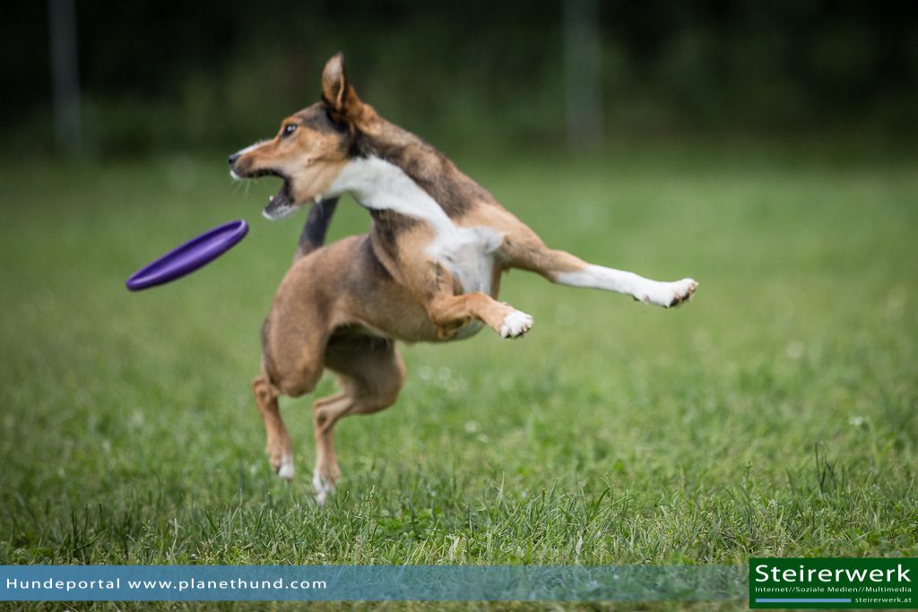 Hundefrisbee Turnier