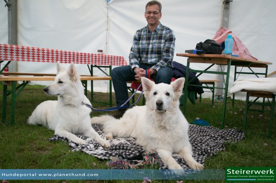 Weiße Schäferhunde