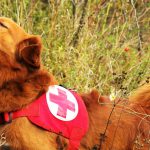 Rotes Kreuz Suchhund