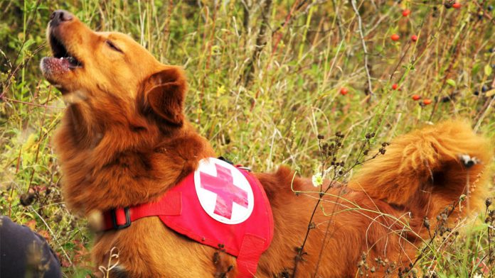 Rotes Kreuz Suchhund